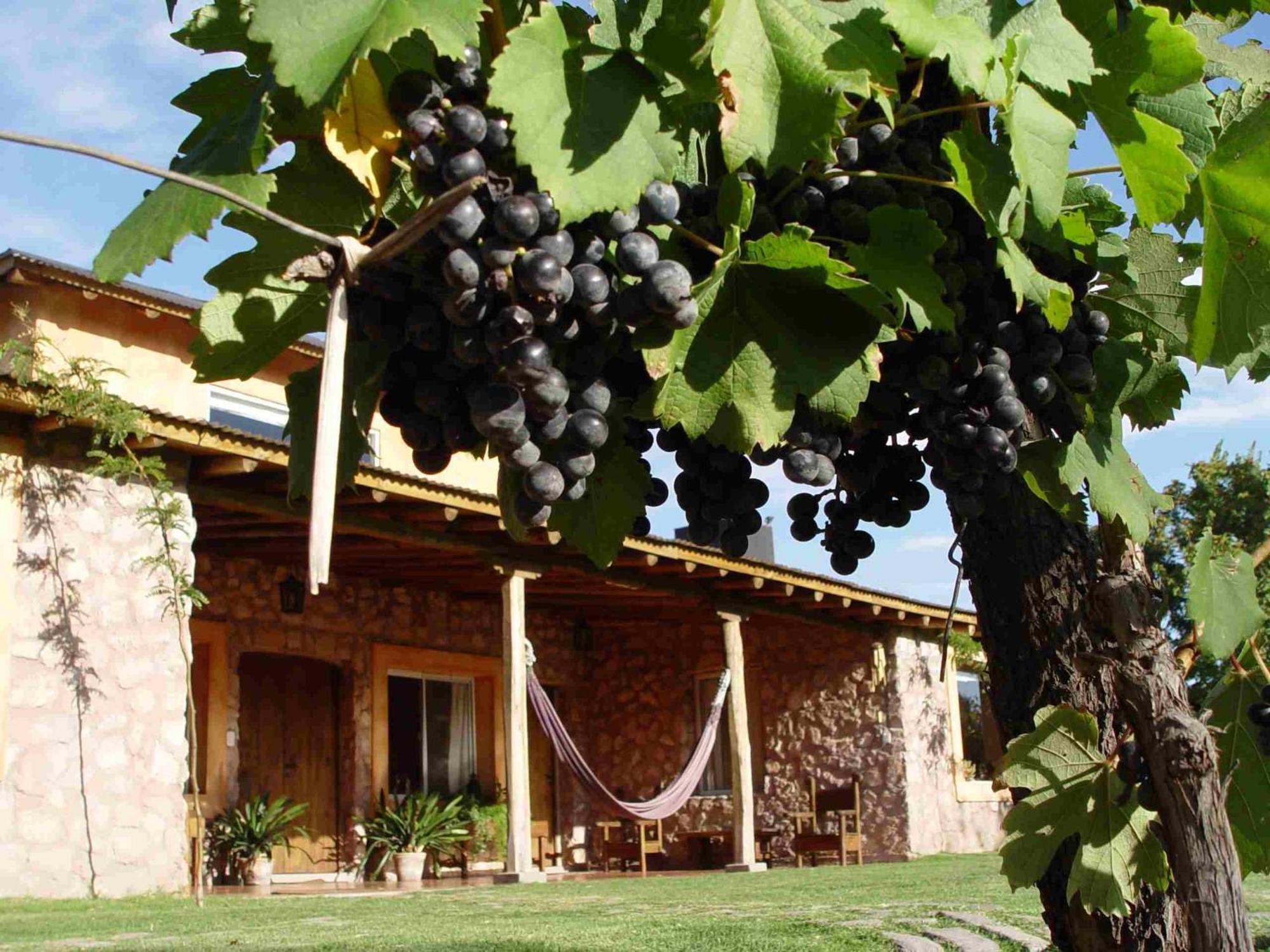 Finca Adalgisa Chacras de Coria Zewnętrze zdjęcie